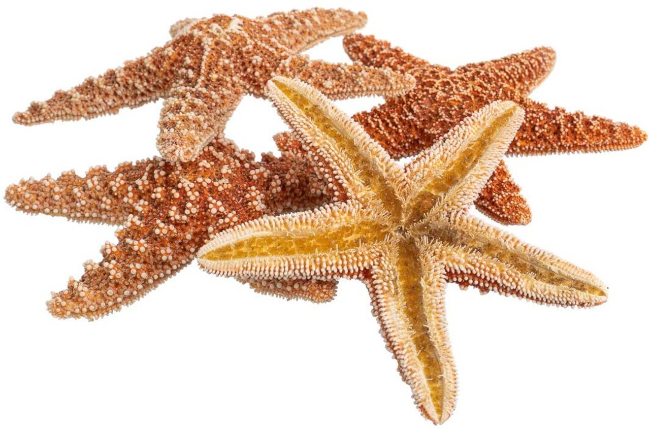 Starfish 5 Brown Sugar Starfish 4" to 5" for Crafts and Decor